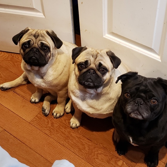 Meet your Posher, Gracie - Picture 1 of 1